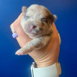 Girl 1 - Chocolate merle female Pomeranian puppy in Hernando, Mississippi from The Pom Squad