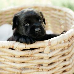 Silver Girl - Black female Labrador Retriever puppy in Southington, Ohio from Ridgemere Retrievers