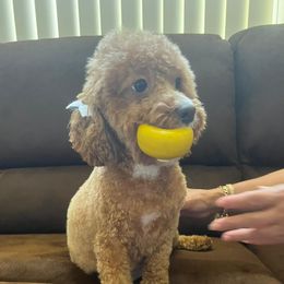 Tiny - Poodle