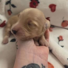 Dustin - Cream male Dachshund puppy in Barstow, California from Samy's Dachshund Den