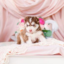 Fantasia - Red and white female Pomsky puppy in Mattoon, Illinois from Southpaw Pomskies