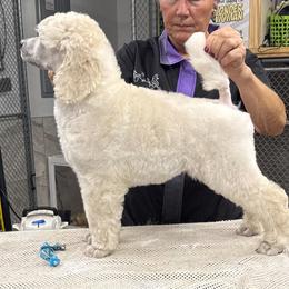 Gabriel - White male Poodle puppy in Port Orange, Florida from Daytona’s Standard Poodles