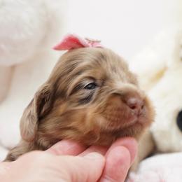 Sydney - Dapple female Dachshund puppy in Big Rapids, Michigan from 30 Acre Woods Dachshunds