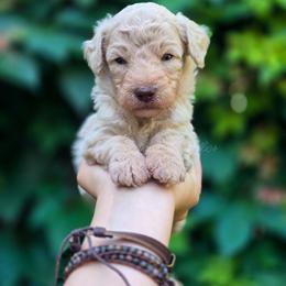 Fennel - Cream male Aussiedoodle puppy in Centreville, Mississippi from Trin's Designer Doodles