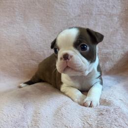 Girl 2 - Red female Boston Terrier puppy in Brookville, Ohio from Best Friend Bostons
