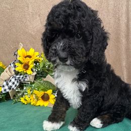 Dallas - male Australian Mountain Doodle puppy in Seymour, Missouri from D and D’s Dandy Doodles