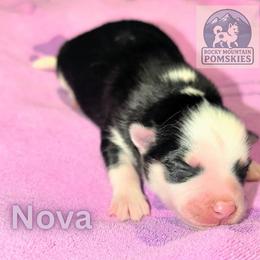 Nova - Black and white female Pomsky puppy in Kittredge, Colorado from Rocky Mountain Pomskies