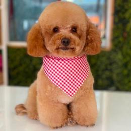 Mochi - Maltipoo