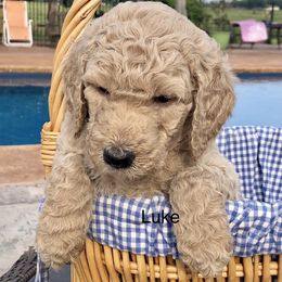 Goldendoodle and Poodle Puppies from Breedadoodle