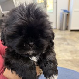 Ray - Black and white male Shih Tzu puppy in Marshfield, Missouri from Hillside Loop Kennel LLC