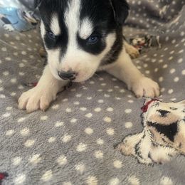 Boy - Gray and white male Siberian Husky puppy in Benton, Tennessee from Heddens Husky Hideaway