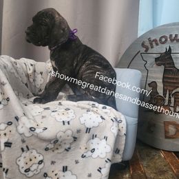 Purple Collar - Brindle female Great Dane puppy in Alton, Illinois from Show Me Great Danes and Basset Hounds
