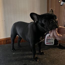 Bulldog and French Bulldog Puppies from Rockee Top Bulldogs