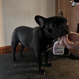 Bulldog and French Bulldog Puppies from Rockee Top Bulldogs