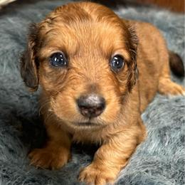 Evie - Dapple female Dachshund puppy in Myrtle, Mississippi from Mel’s Pups