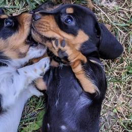 Dachshunds from Cedarcreek Dachshunds