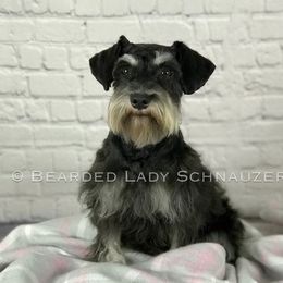 Cookie - Miniature Schnauzer