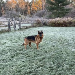 Wren - German Shepherd