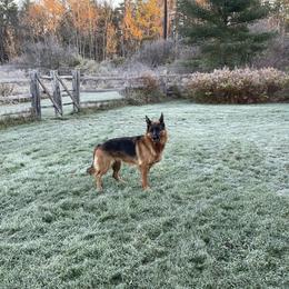 Wren - German Shepherd