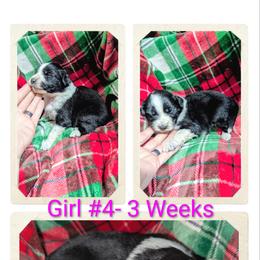 Australian Shepherd and Great Dane Puppies from AEW Farm