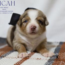 Micah- Red Merle Male - Red merle male Australian Shepherd puppy in Nacogdoches, Texas from TK Standard, Mini, & Toy Aussies