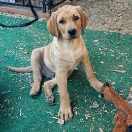 George - Yellow male Labrador Retriever puppy in Tigard, Oregon from Morrison Labrador Retreivers