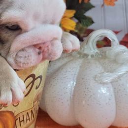 Bulldogs and French Bulldogs from Eclipse Bulldogs