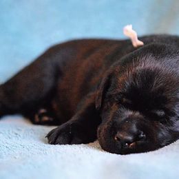 Labrador Retrievers from Russford Labradors