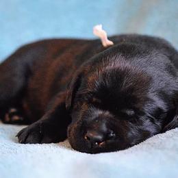Labrador Retrievers from Russford Labradors