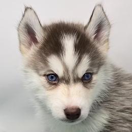 Fire cracker blue eyes - Red and white male Siberian Husky puppy in Kansas City, Missouri from Anuun's Huskies