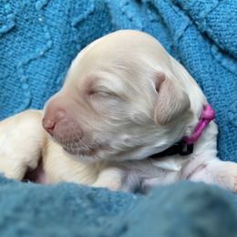 Australian Labradoodle Puppies from Salona- Australian Labradoodles of North America