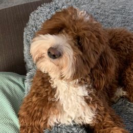 Bernedoodles and Goldendoodles from Paws 4 Doodles, LLC