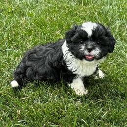 Black female 1 - Black and white female Shih Tzu puppy in Newark, Ohio from Gemini Kennels