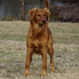 Rose - Golden Retriever