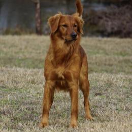 Rose - Golden Retriever