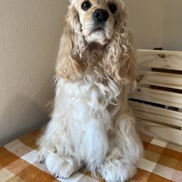 Cocker Spaniel All Grown Up from Shasta View Cockers