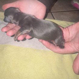 Eeyore - Gray (blue) and tan male Dachshund puppy in Hilliard, Florida from Wiggle Weens