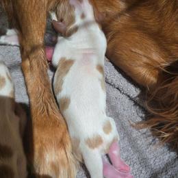 Boy 2 - Blenheim male Cavalier King Charles Spaniel puppy in Wimberley, Texas from Amazing AKC Puppies