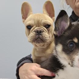 French Bulldogs and Pembroke Welsh Corgis from Pistol Creek Puppies