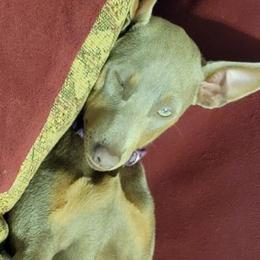 Xena - Miniature Pinscher