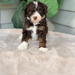Brown - Brown and white male Bernedoodle puppy in Charleston, South Carolina from Palm Belle Doodles