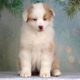 MaiTai - Red merle female Australian Shepherd puppy in Springville, New York from RisingStar Australian Shepherds