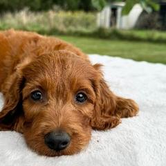 Irish Doodles from Queen of the Hill Puppies