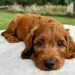 Irish Doodles from Queen of the Hill Puppies