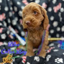 Bogey - Apricot male Australian Labradoodle puppy in Rhode Island from Highland Beach Labradoodles