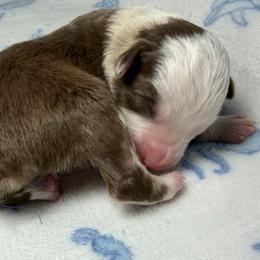 Boy 1 - Red tri male Miniature Australian Shepherd puppy in Ringgold, Louisiana from Barrett's Buddies