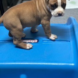 Boy 2 - Red American Pit Bull Terrier puppy in Pensacola, Florida from Alpha Alliance Kennels