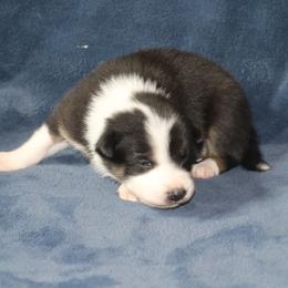 Amaya - Black female Border Collie puppy in Tiskilwa, Illinois from First Harmony Farms
