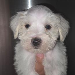 Stymie - White male Miniature Schnauzer puppy in Bloomington, California from Michael's Minis