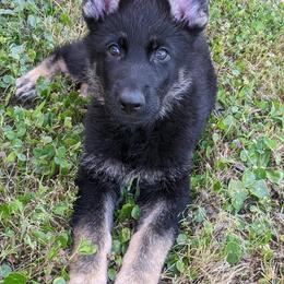 German Shepherd Puppies from Reign Land